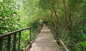 Banyuurip Mangrove Center