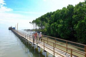 Dermaga Taman Mangrove Pandansari