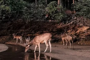 Cagar Alam Jawa Barat