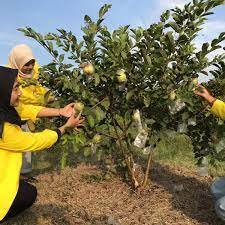 Kebun Jeruk dan Jambu Miracle Kurnia Farm