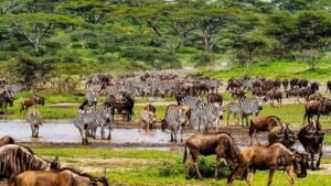 Taman Nasional Serengeti, Tanzania