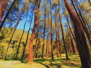 Tempat Wisata Puwokerto Hutan Pinus