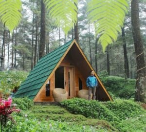 Wisata Puwokerto Dengan Hutan Pinus