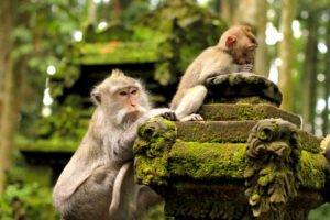 Sacred Monkey Forest Sanctuary