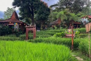 Sawah Segar Sentul