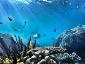 Pulau Harapan Snorkeling