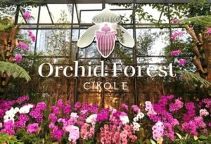 Orchid Forest Cikole