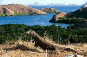 Taman Nasional Komodo