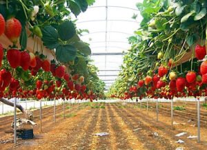 Kebun Strawberry Ciwidey