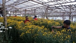 Setiya Aji Flower Farm