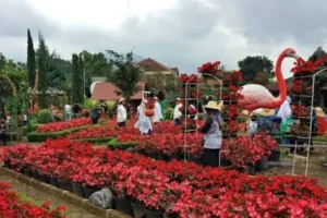 Taman Bunga Begonia Lembang