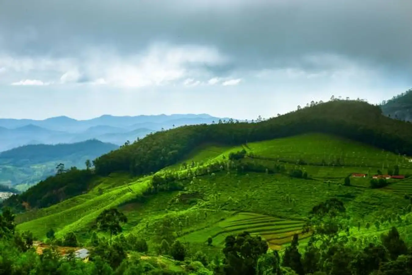 Kebun Teh Kemuning