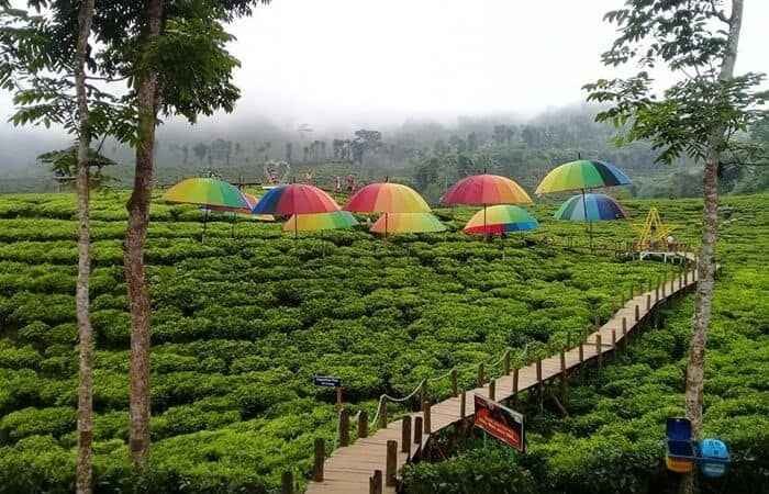 Gunung Mas Tea Walk