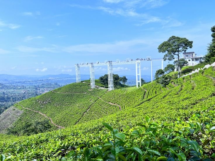 Kebun Teh Kemuning