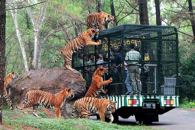 Taman Safari Indonesia