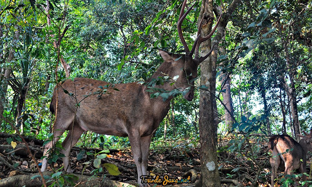 Cagar Alam Pangandaran