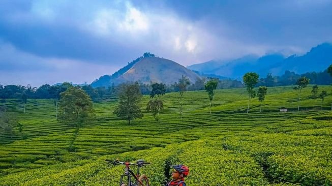 Kebun Teh Wonosari