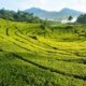 Gunung-Mas-Tea-Plantation