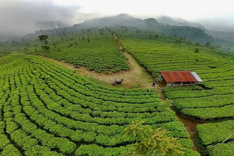 Kebun Teh Medini