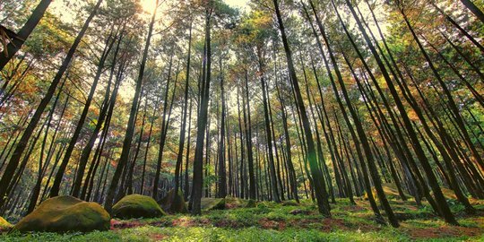 Taman Wisata Alam Gunung Pancar