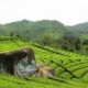 Perkebunan Teh Rancabali