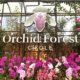 Orchid Forest Cikole